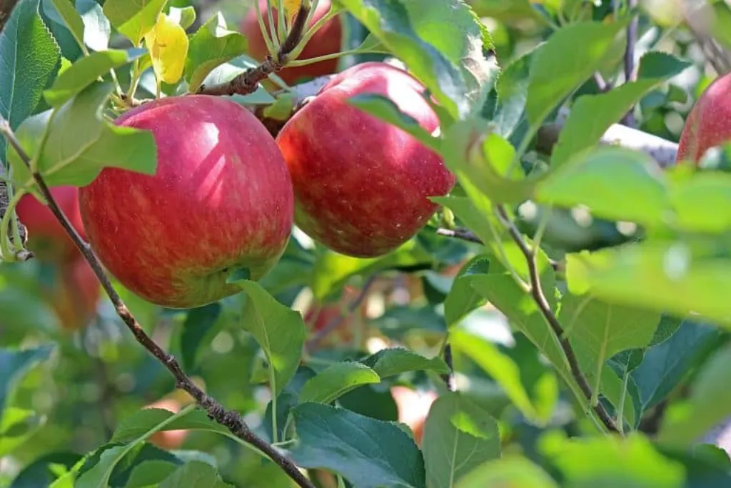 découvrez l'univers d'apple, leader de l'innovation technologique. explorez nos produits emblématiques, des iphones aux macbooks, ainsi que notre écosystème unique alliant design, performance et simplicité d'utilisation. rejoignez la communauté apple et transformez votre manière d'interagir avec la technologie.