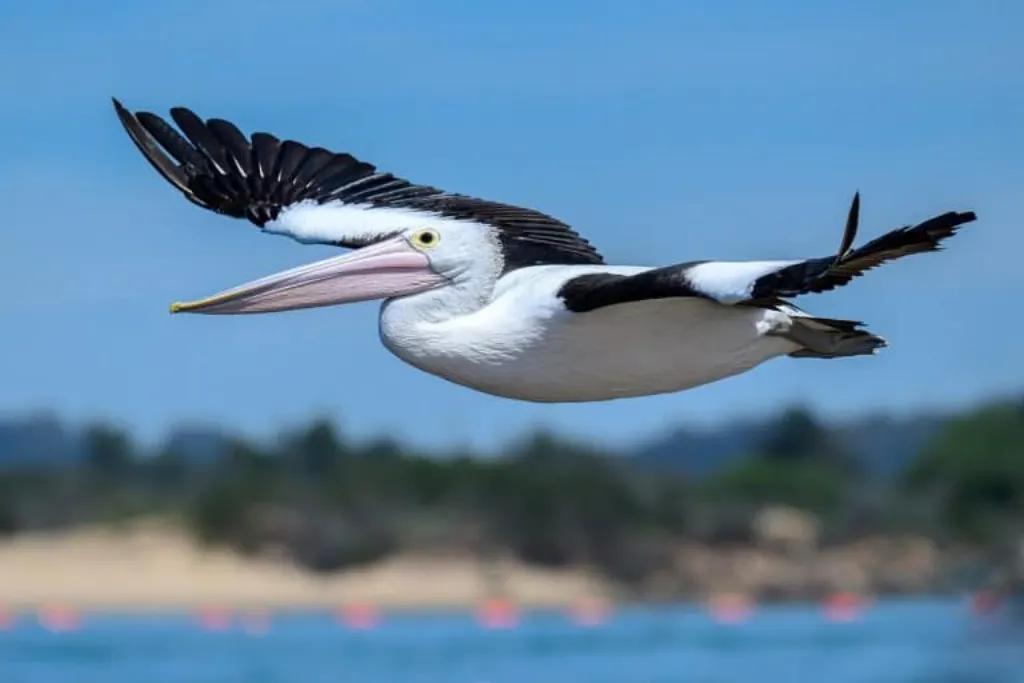 découvrez l'australie, un pays aux paysages saisissants, à la faune unique et à une culture riche. explorez ses plages idylliques, ses villes vibrantes comme sydney et melbourne, et plongez dans l'immensité de la nature australienne. préparez votre aventure australienne dès aujourd'hui!