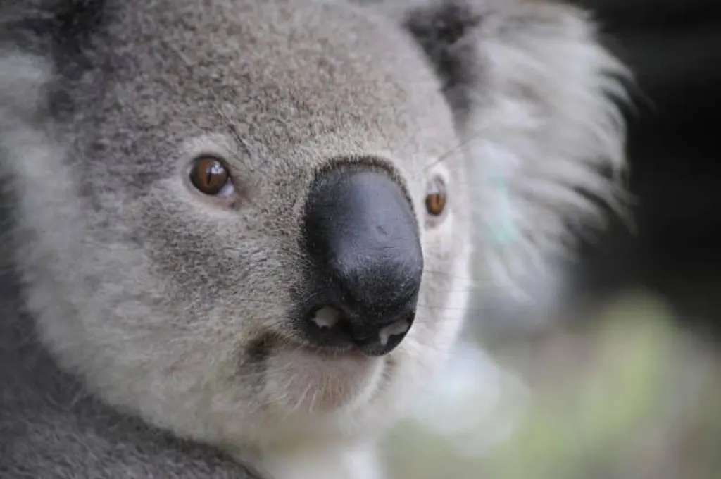 découvrez l'australie, un pays fascinant aux paysages diversifiés, des plages emblématiques aux vastes déserts. explorez sa culture riche, sa faune unique et ses villes dynamiques, ainsi que les nombreuses aventures qui vous attendent dans ce continent à part entière.
