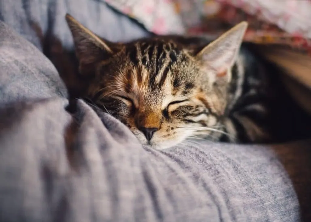 découvrez l'importance du sommeil pour votre santé et votre bien-être. apprenez des conseils pratiques pour améliorer la qualité de votre sommeil et retrouver énergie et vitalité chaque jour.