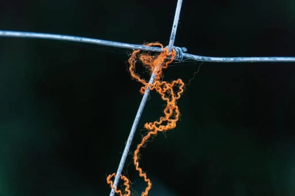 découvrez notre sélection de fils personnalisés, idéaux pour tous vos projets créatifs. que vous soyez artisan ou passionné de couture, nos custom threads apporteront une touche unique à vos créations.