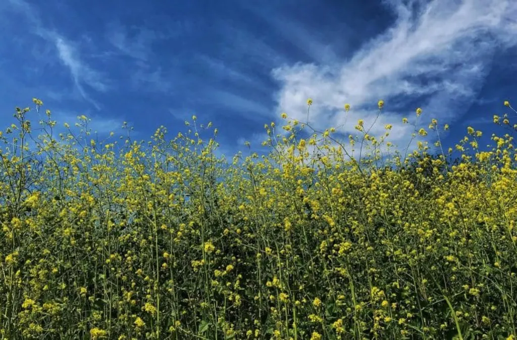 découvrez la californie, un état emblématique des états-unis connu pour ses plages, ses parcs nationaux spectaculaires, ses villes dynamiques comme los angeles et san francisco, et son climat ensoleillé toute l'année.