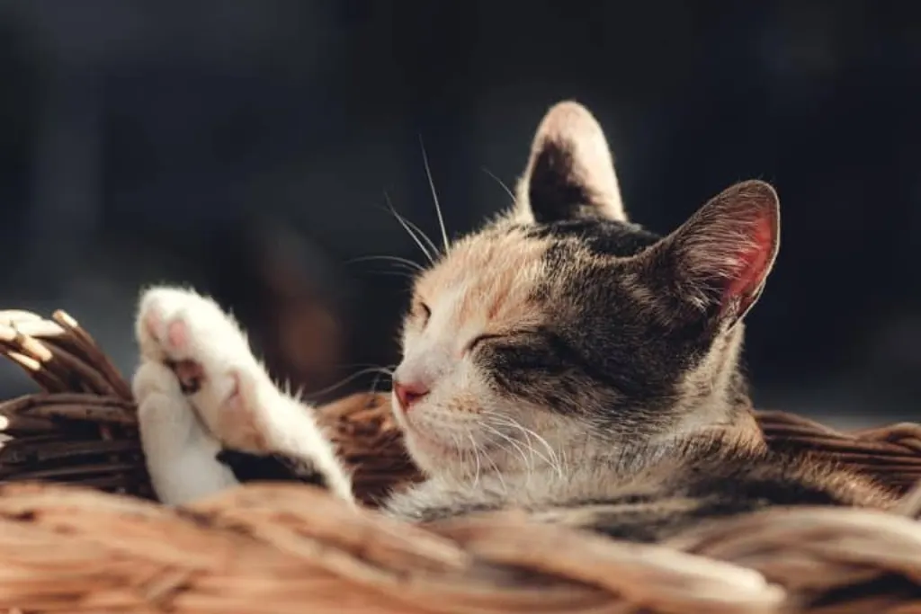 découvrez le rôle clé du content strategist : création, gestion et optimisation de contenus pour booster la visibilité et l’efficacité de vos stratégies digitales.