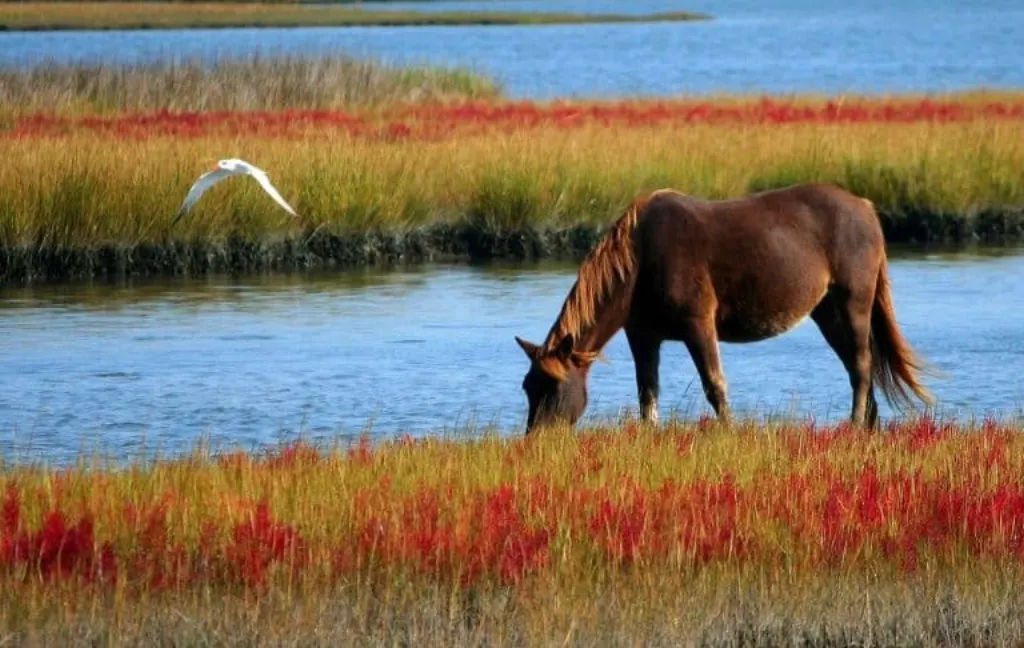 découvrez tout sur les marais : leur biodiversité, leur rôle écologique, et comment ils contribuent à préserver l’environnement. plongez dans l’univers fascinant des zones humides !