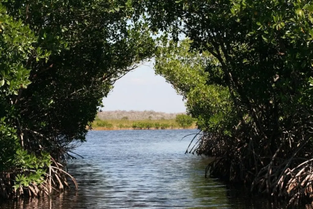 découvrez tout sur les marais : écosystèmes riches en biodiversité, leur rôle essentiel dans l'environnement, et comment ils contribuent à la préservation de la nature.