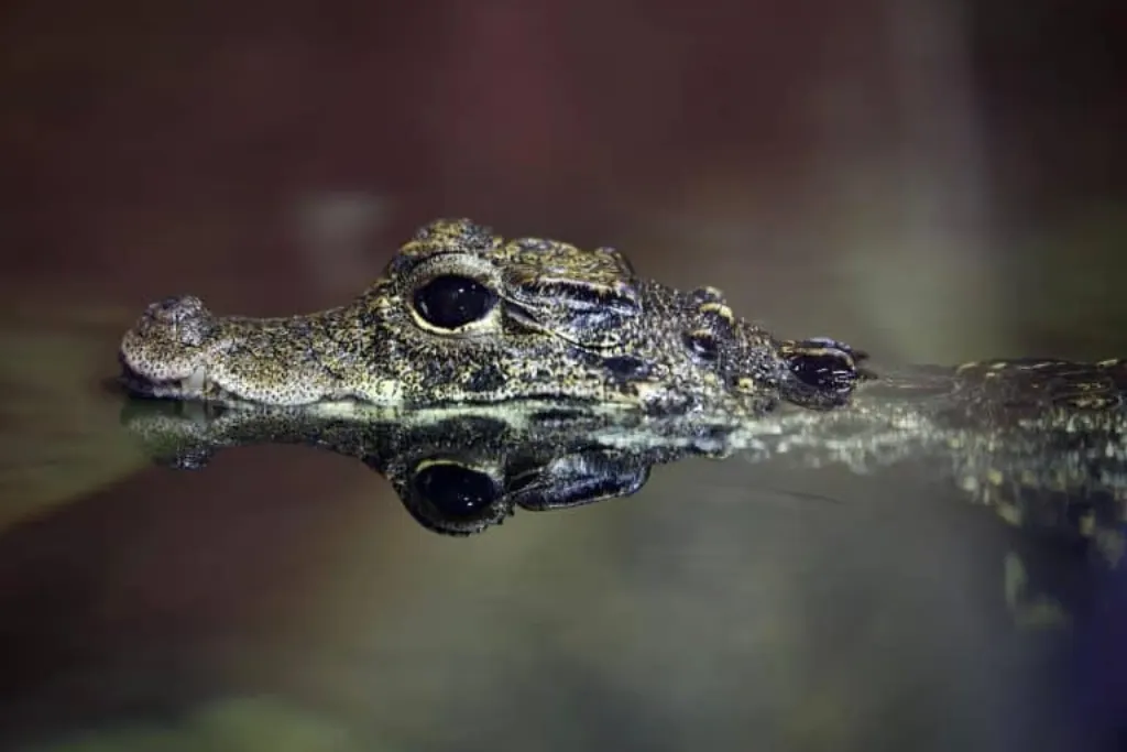 découvrez tout sur les marécages : définition, faune, flore et rôle écologique. apprenez comment ces zones humides uniques soutiennent la biodiversité et pourquoi leur préservation est essentielle.
