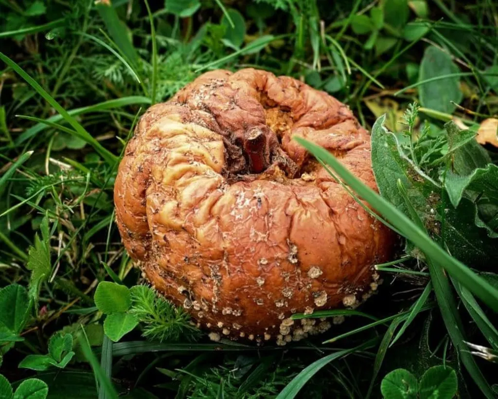 découvrez les causes, symptômes et traitements de la dégénérescence cérébrale, communément appelée 'brain rot', afin de mieux comprendre cette condition neurologique.