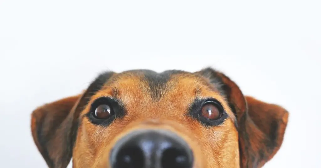 découvrez le phénomène viral du chien qui fait sensation sur les réseaux sociaux avec ses actions adorables et uniques.