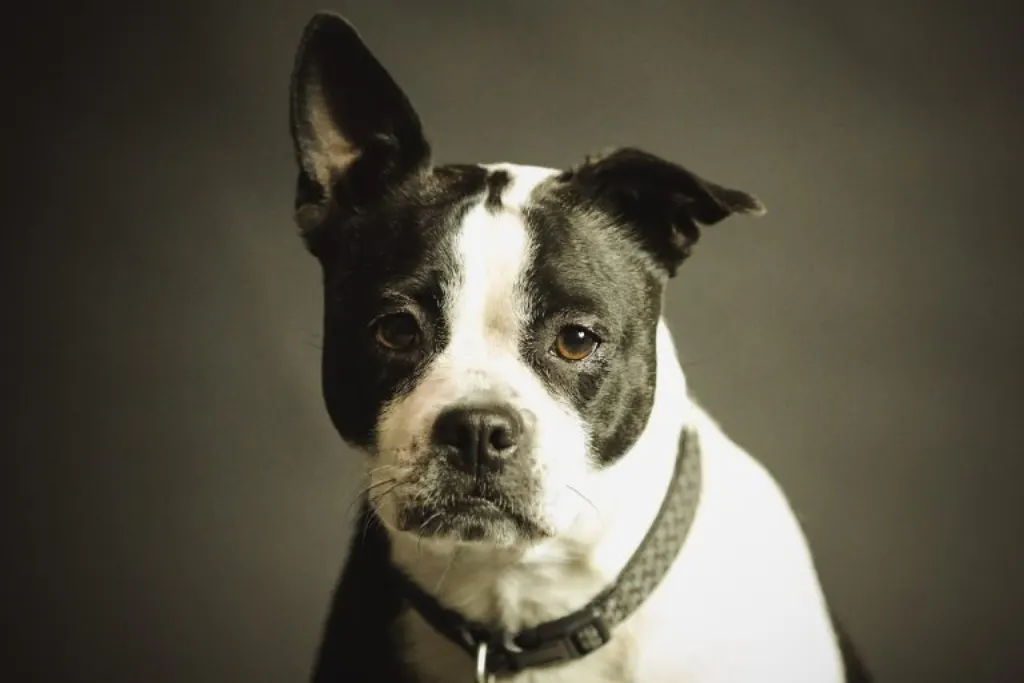 découvrez le phénomène viral autour des chiens les plus adorables et amusants du web. vidéos, photos et histoires qui font sourire tous les amateurs de chiens.