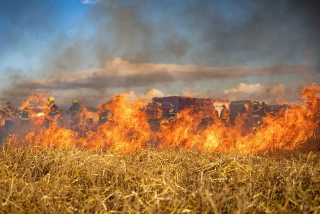 informations essentielles sur les feux de forêt : prévention, causes, impacts environnementaux et conseils de sécurité pour mieux comprendre et agir face aux incendies sauvages.