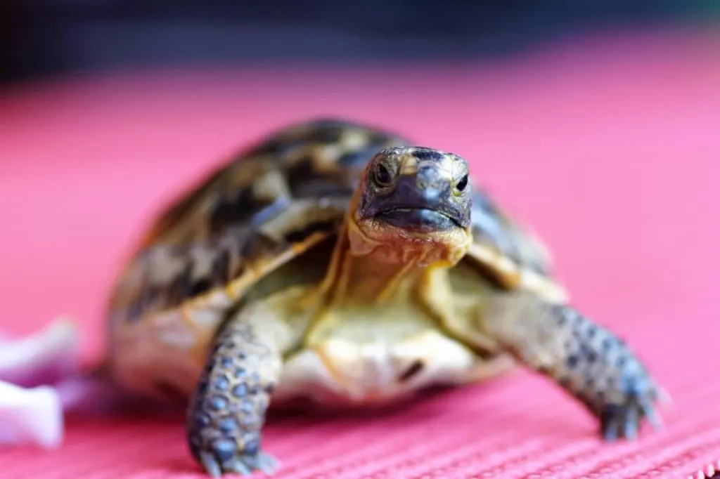 découvrez l'univers captivant de jonathan turtle, un personnage unique alliant aventure et originalité. plongez dans ses histoires fascinantes et laissez-vous inspirer.