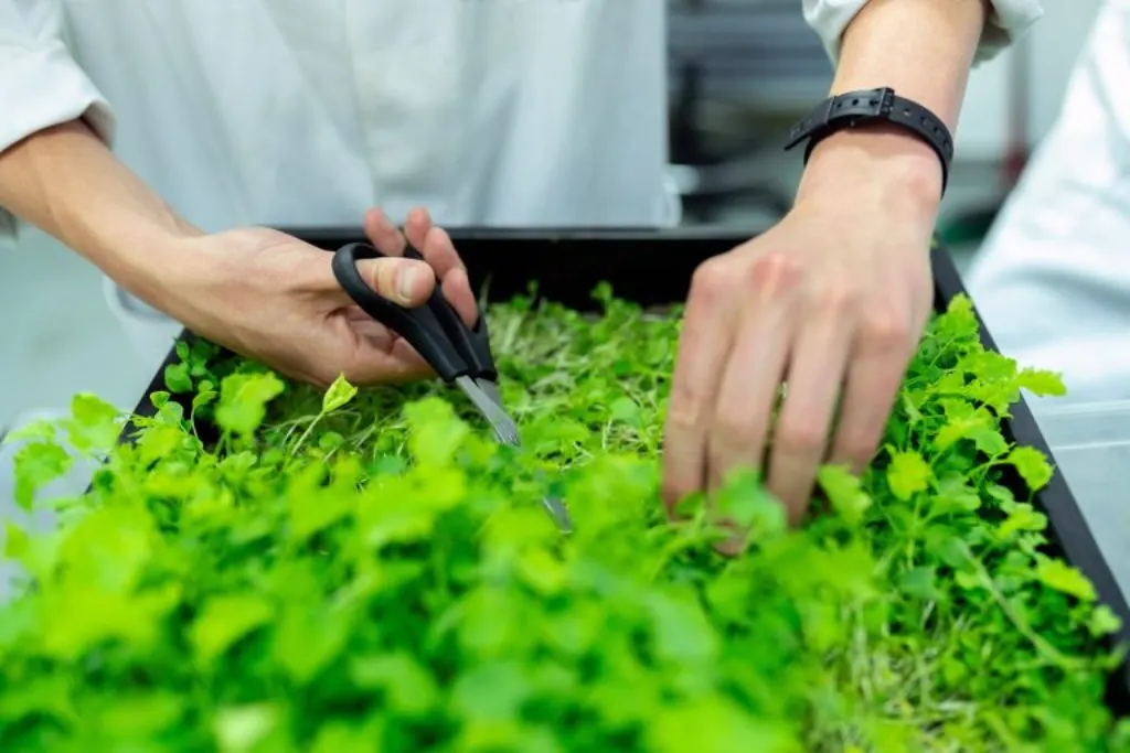 rappel de laitue taylor farms : informations importantes sur la sécurité alimentaire, les produits concernés et les mesures à prendre pour éviter tout risque.