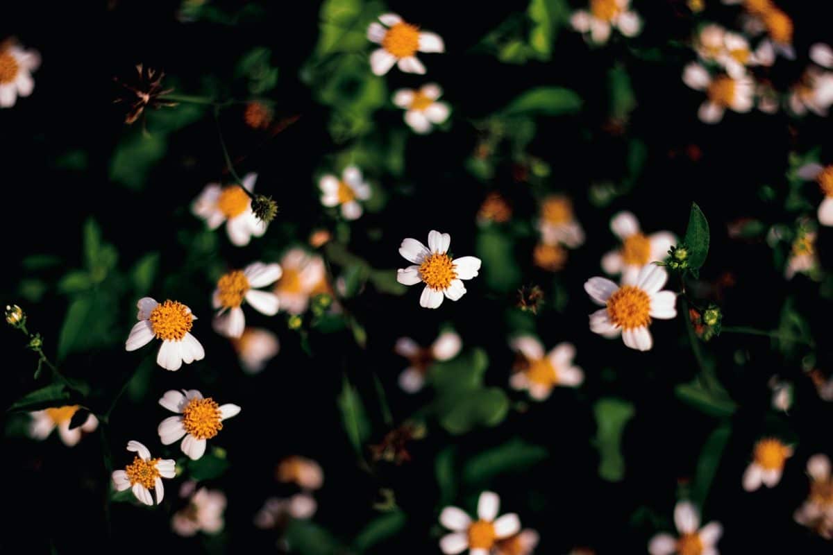 découvrez les dernières actualités et analyses sur joe biden, le 46ème président des états-unis. suivez son parcours politique, ses initiatives et l'impact de sa présidence sur la scène nationale et internationale.