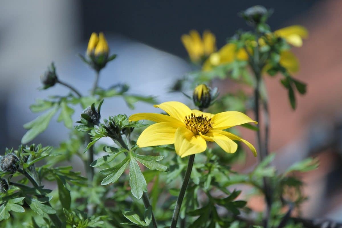 découvrez les dernières actualités et analyses sur joe biden, le 46e président des états-unis. suivez son parcours politique, ses décisions marquantes et l'impact de son administration sur la scène nationale et internationale.