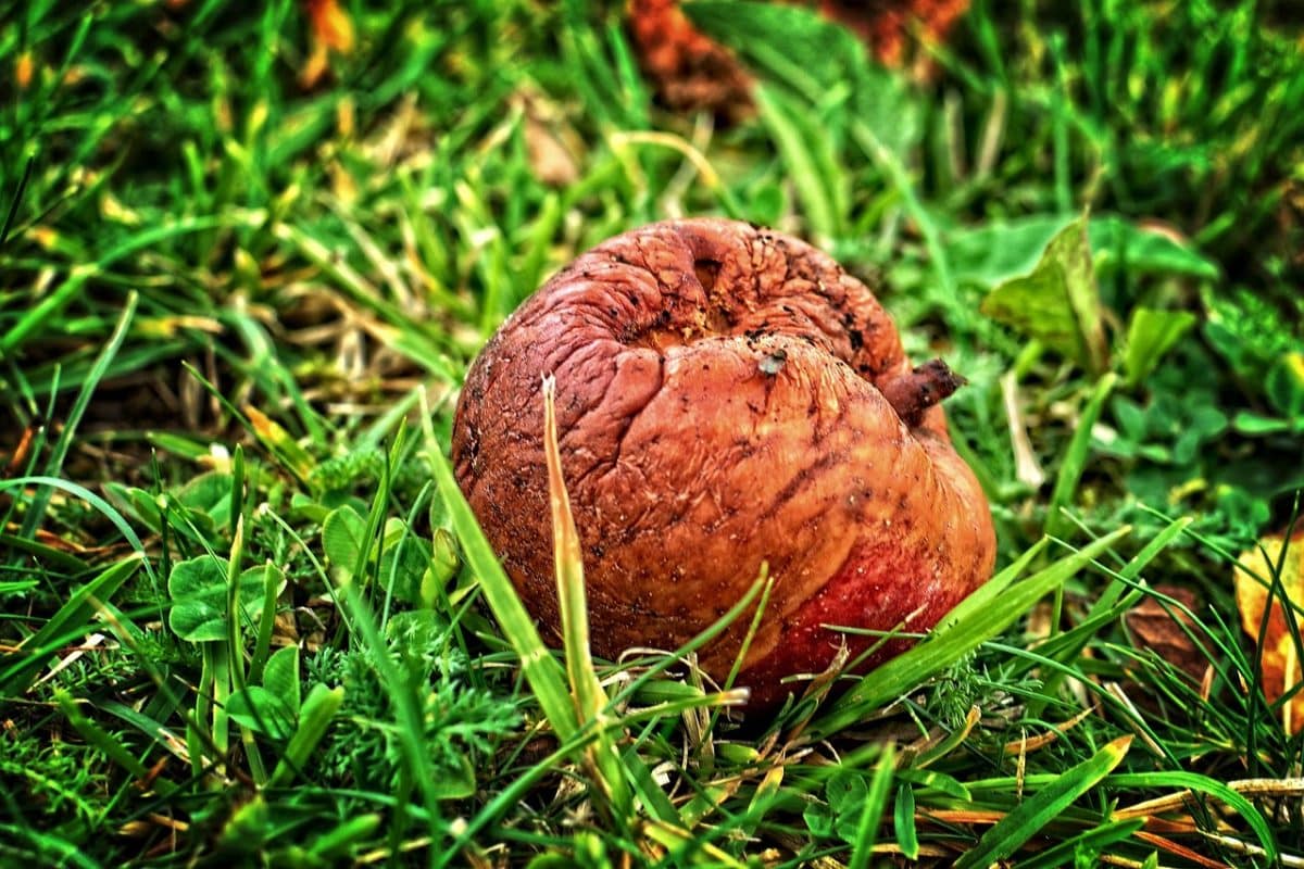 découvrez ce qu'est la dégénérescence cérébrale, ses causes, symptômes et traitements pour mieux comprendre cette pathologie neurologique.