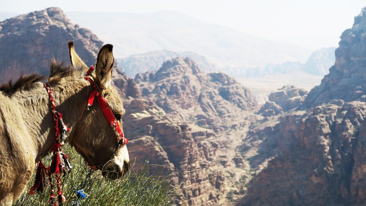 découvrez ce que sont les 'financial mules' et comment éviter d'être victime de ce type de fraude financière.