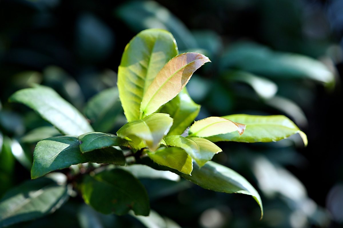 découvrez la communauté dynamique des anciens élèves de st. john's, retrouvez vos camarades, participez à des événements exclusifs et soutenez votre alma mater.