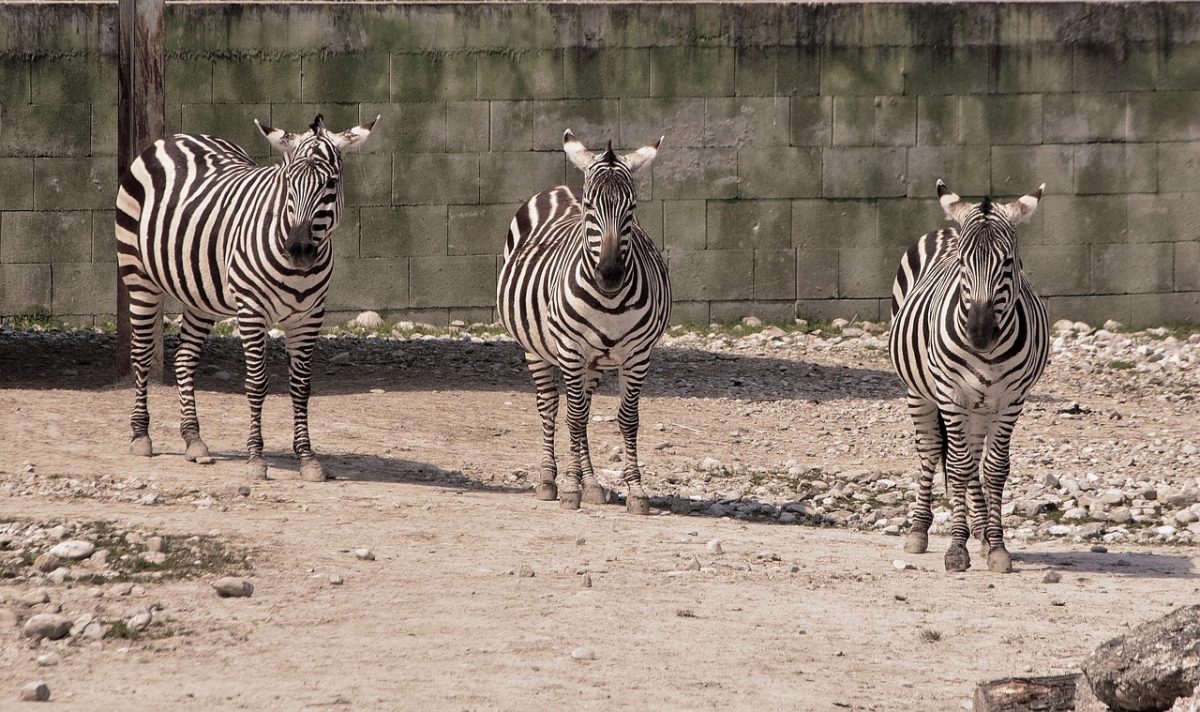 découvrez ce qu'est un triple-double au basketball, une performance exceptionnelle où un joueur réalise au moins dix unités dans trois catégories statistiques différentes.
