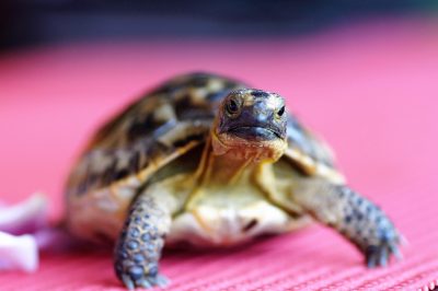 découvrez l'univers captivant de jonathan turtle, un personnage unique alliant aventure et originalité. plongez dans ses histoires fascinantes et laissez-vous inspirer.