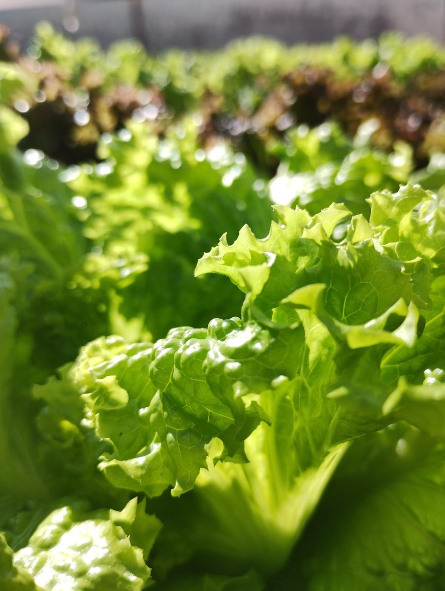découvrez les détails du rappel de laitue de taylor farms, incluant les raisons, les produits concernés et les précautions à prendre pour votre sécurité alimentaire.